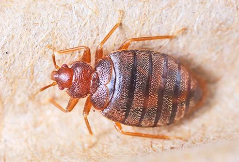 BED-BUGS CONTROL